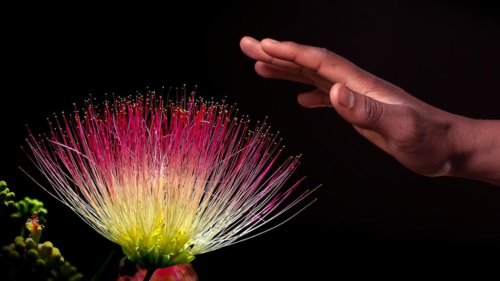 Hand strekker seg fram for å ta på ein fargerik blomster. Foto.