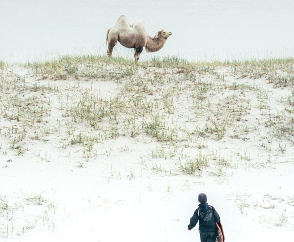 Ein gut på veg opp mot ein kamel på ei strand. Kamelen står og stirer utover landskapet, og guten nærmar seg dyret. Foto.