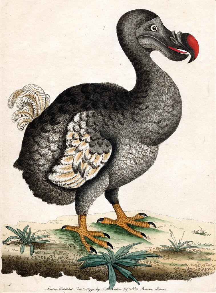 Illustration of a dodo, an extinct bird that looks a bit like a turkey. 