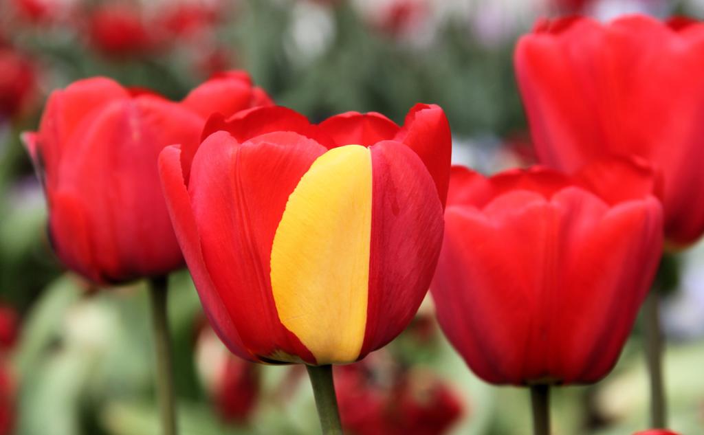 Røde tulipaner. En av dem har et gult kronblad. Foto.