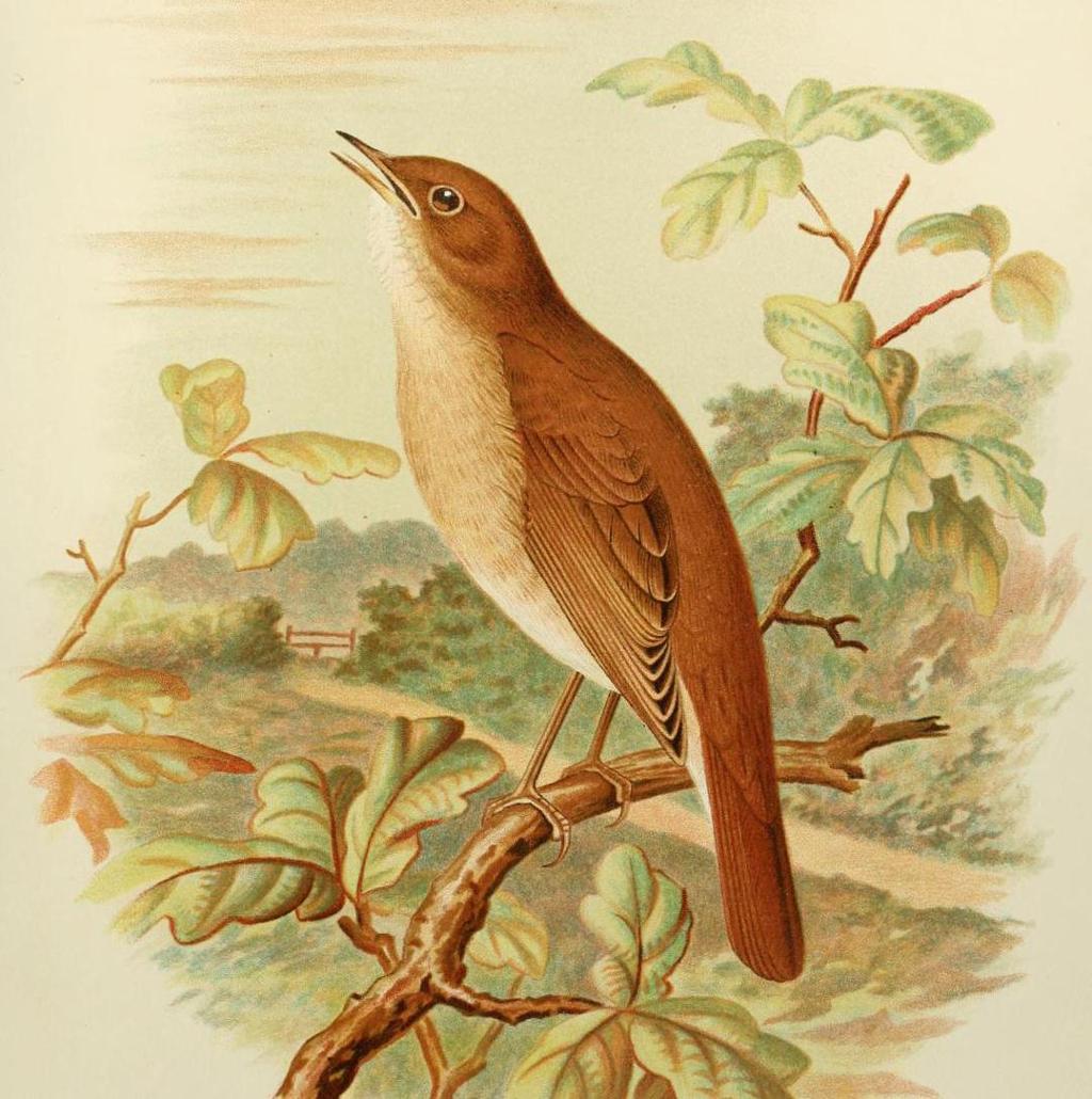 Illustration: A nightingale sits on a branch. There is a rural landscape in the background with a path and a wooden gate. 