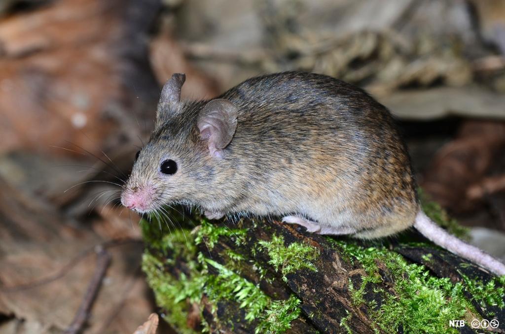 Ei voksen mus som sitter på en stubbe i skogen. Foto.