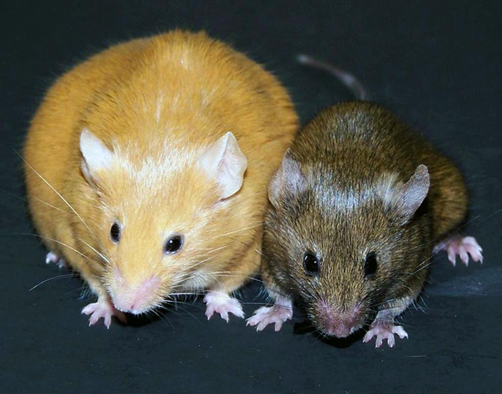 En stor gul mus og en liten gråbrun mus. Foto.