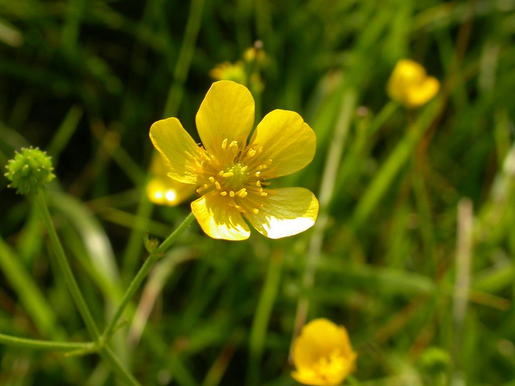 Nærbilete av gul blomster med fem kronblad og mange pollenberarar. Foto.