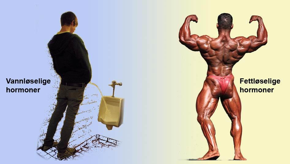 En tissende mann og en kroppsbygger. De illustrerer henholdsvis vannløselige og fettløselige hormoner. Foto.
