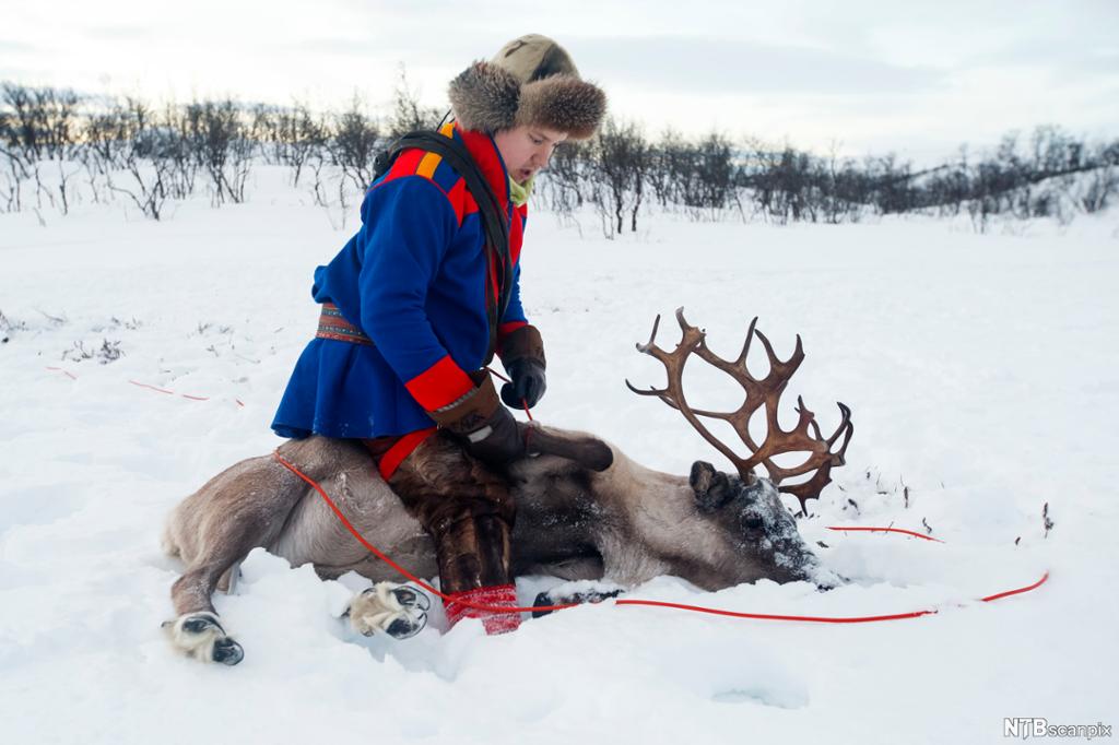 En person i samiske klær sitter oppå et reinsdyr. Foto.