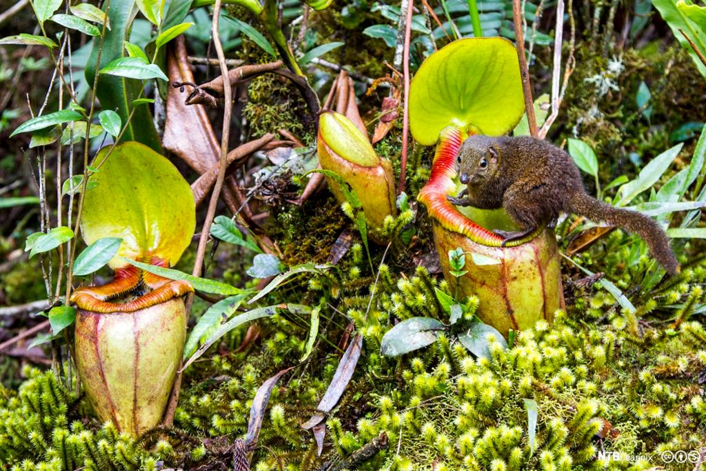 Trespissmus drikker nektar fra kannebærerplante. Foto.