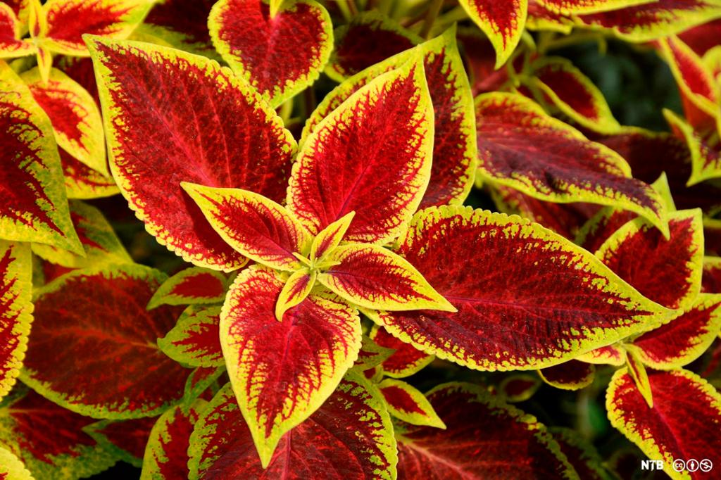 En plante med ulike farger på bladene. På hvert blad er det en ytre grønn kant. Selve bladet er fylt med en rødbrun farge. Foto. 