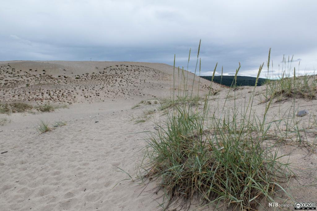 Grastue på sanddyne. Foto.