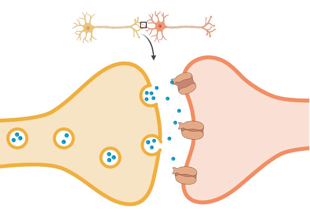 Signaloverføring mellom to nerveceller. Illustrasjon. 