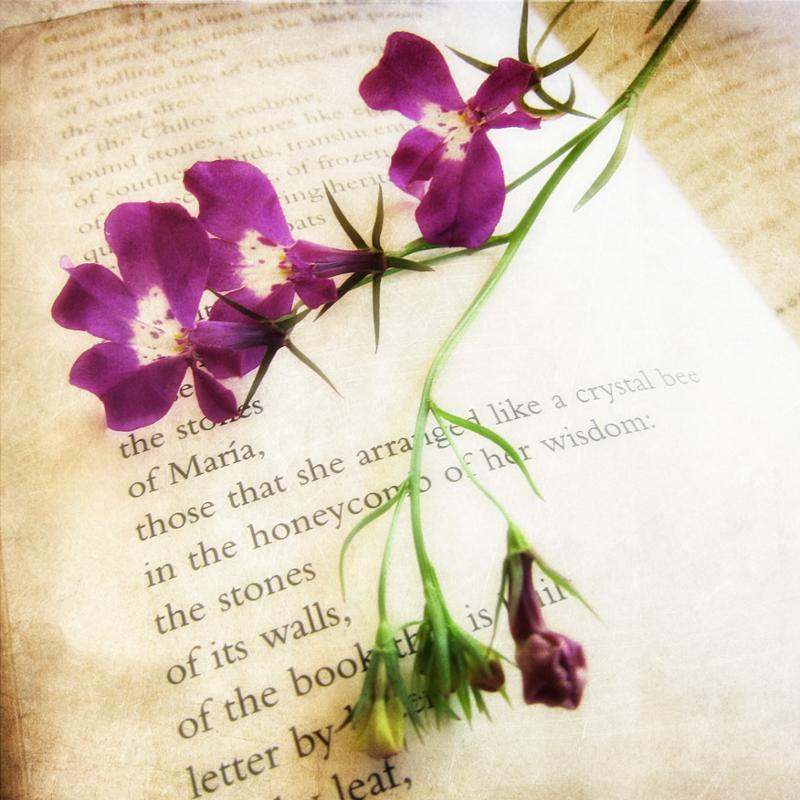 Book of poetry open to a page with a purple flower accross it. 
