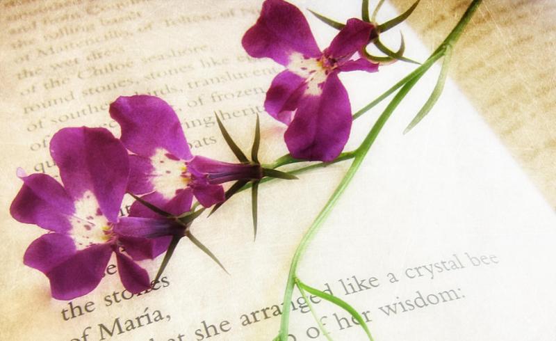 Book of poetry open to a page with a purple flower accross it. 