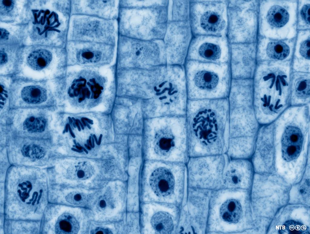 Mikroskopbilde av celler som deler seg. Foto. 