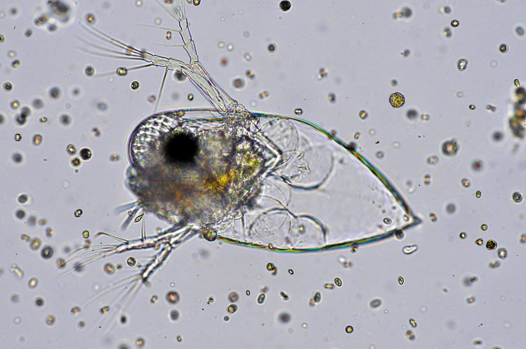 Dråpeformet dyreplankton med fire beinliknende utvekster og et svart felt som minner om et øye. Foto.