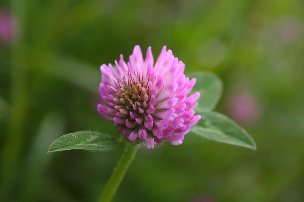 Nærbilete av blomsterstanden til ei raudkløverplante. Foto.