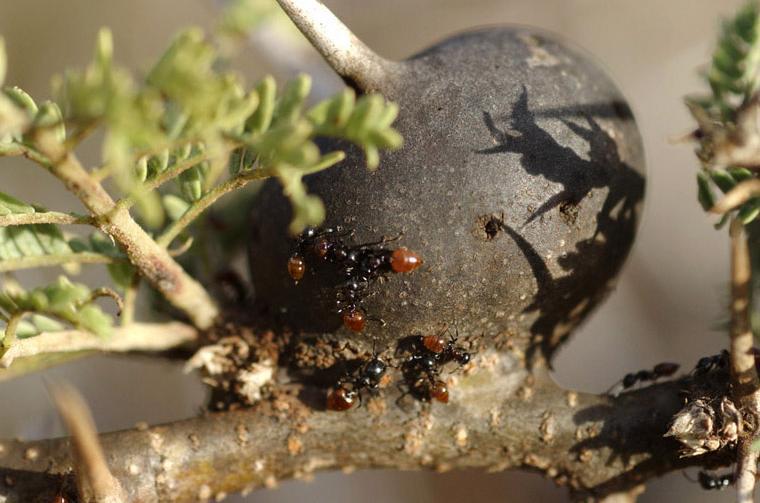 Fleire små maurar på akasietre. Foto.