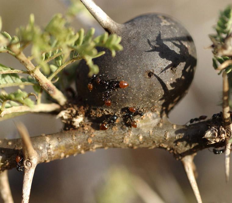 Flere små maur på akasietre. Foto.