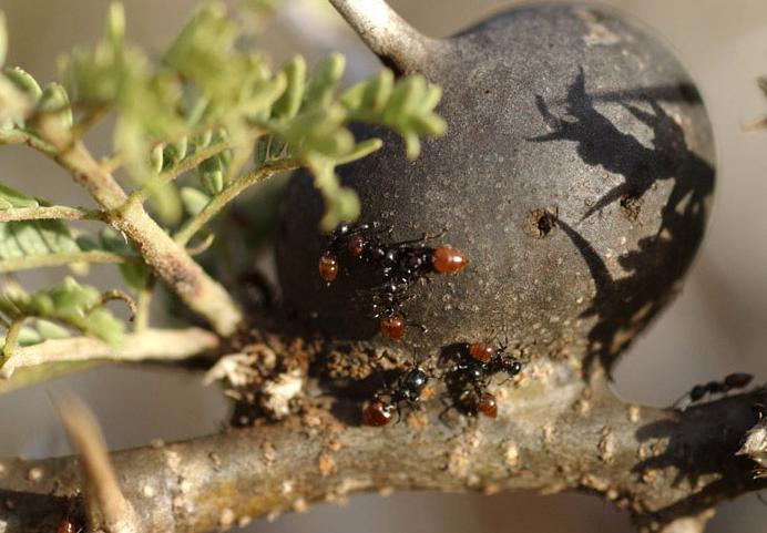 Små maur kravler rundt på grein med torner og eggeformet utvekst. Foto.