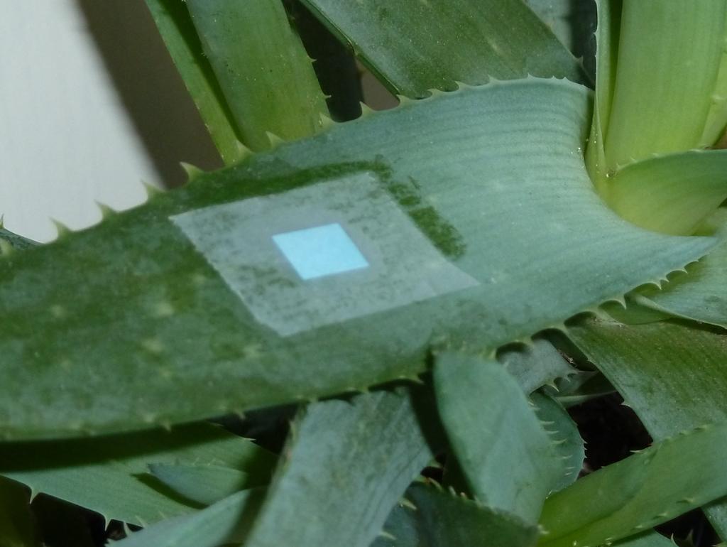 En plante påklistret en bit filterpapir. Foto.