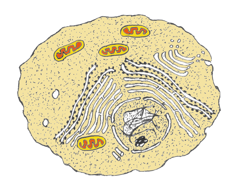 Teikning av dyrecelle, farga gul med oransje mitokondriar. Illustrasjon.