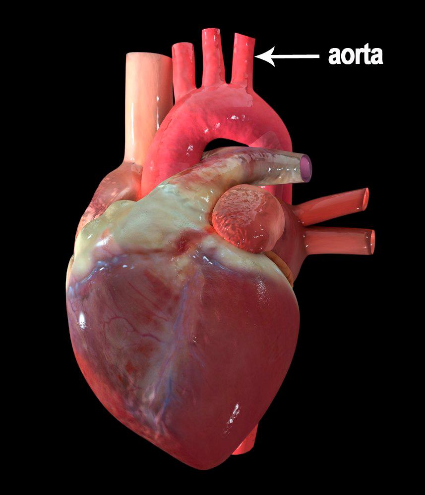 Hjerte  og aorta