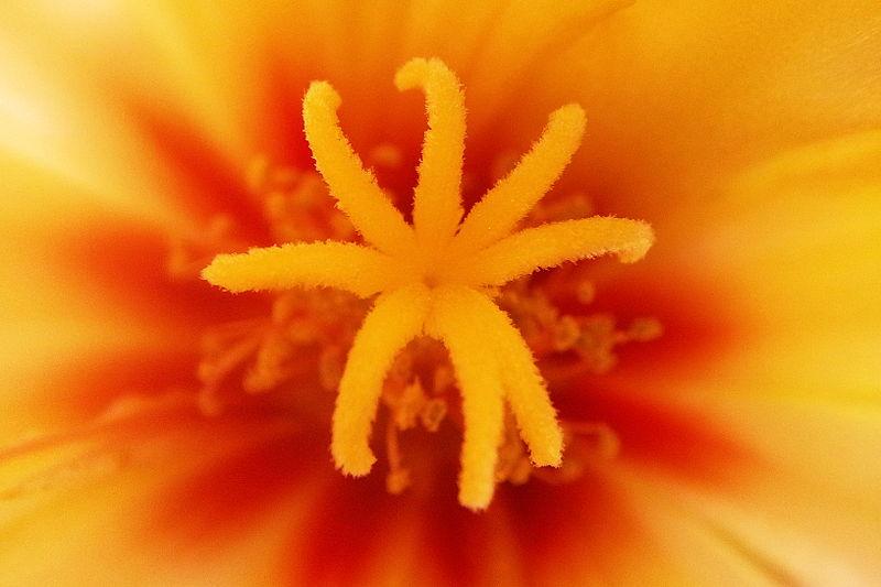 Nærbilde av arr i blomst. Foto.