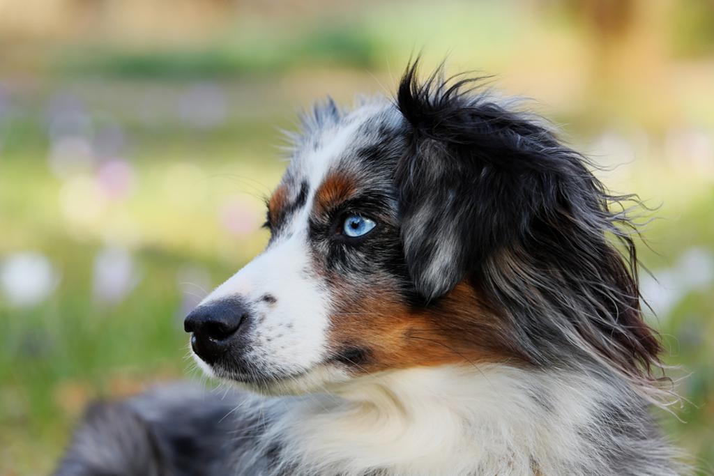 Hund med blå øyne ser til siden. Foto.