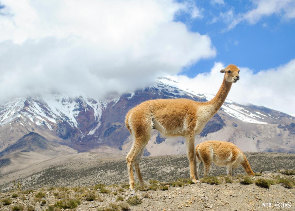 Vikunja i Andesfjellene. Foto.