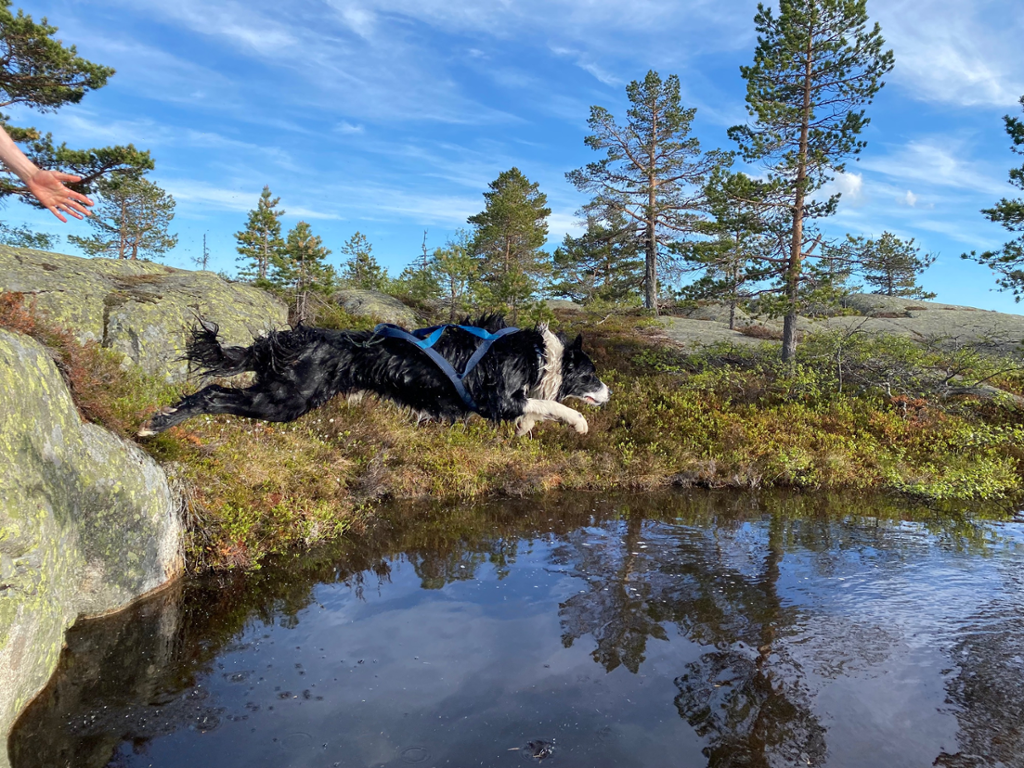 En hund hopper i en stor vanndam på fjellet. Foto.