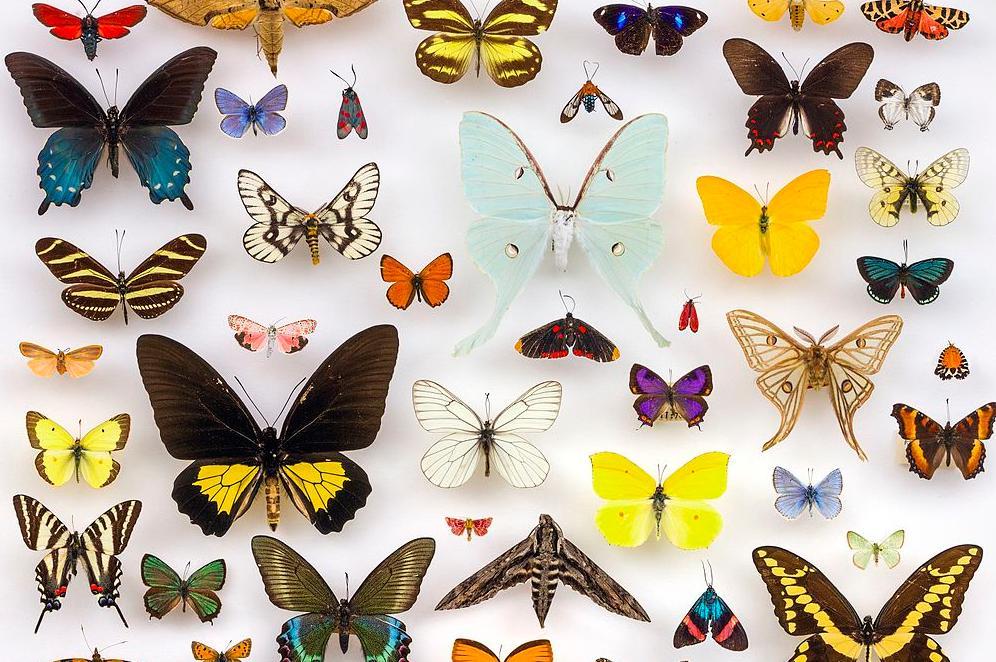Mange fargerike sommerfugler fiksert på hvit overflate. Foto.