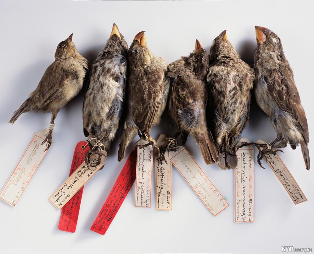 Seks preparerte fugler med merkelapper. Foto.