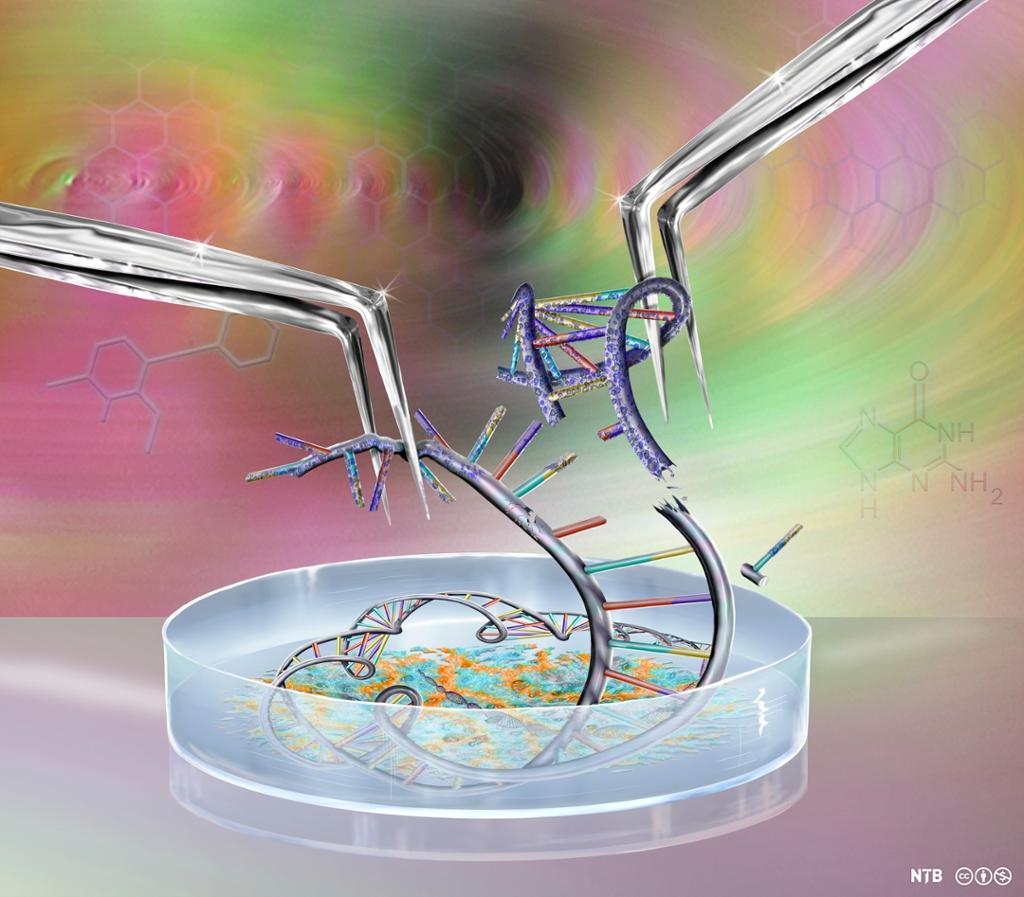 DNA som blir klippet opp i ei petriskål. Illustrasjon.