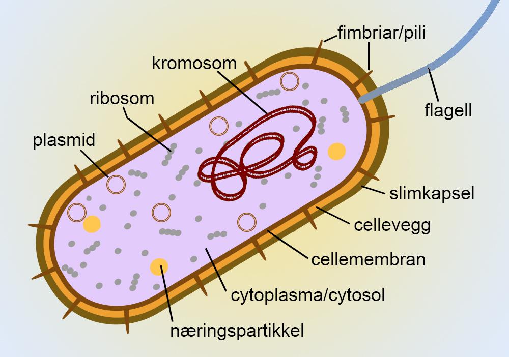Skjematisk tegning av indre og ytre struktur hos bakterie.