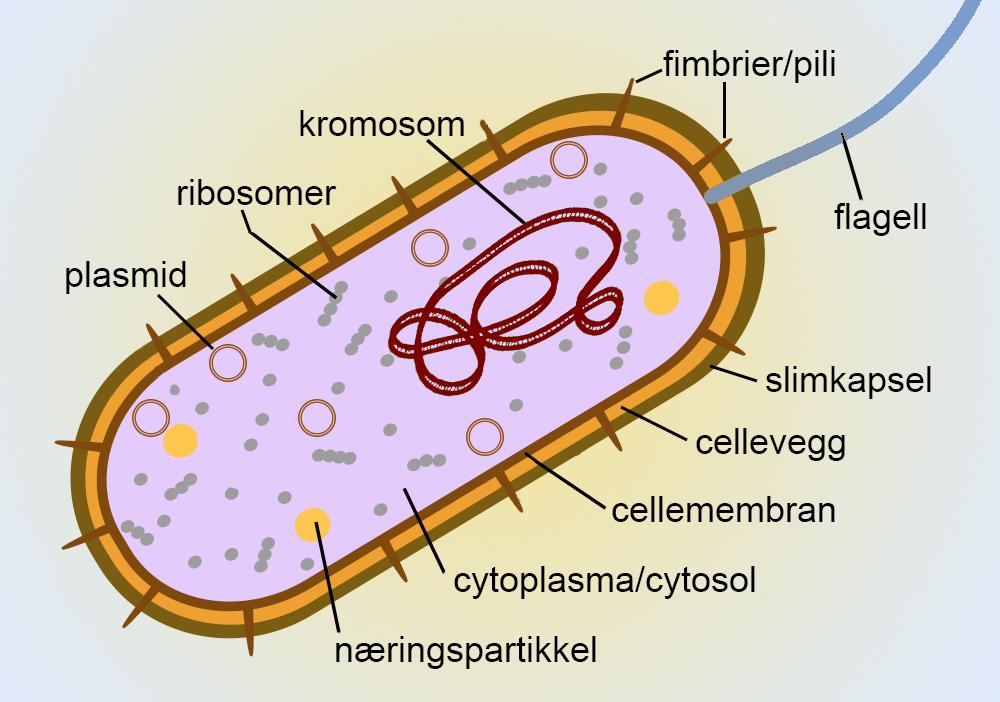 Indre og ytre struktur hos bakterie. Illustrasjon.