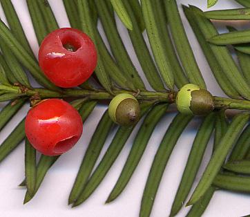 Nærbilde av en barlindkvist. Den har to røde, bærlignende kongler. Foto.
