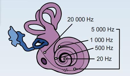Modell fra det indre øret: basilarmembranen og sneglehuset. Illustrasjon.