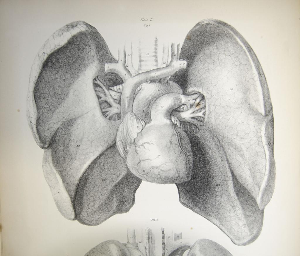 Drawing: Anatomic study of lung and heart drawn in pencil. 