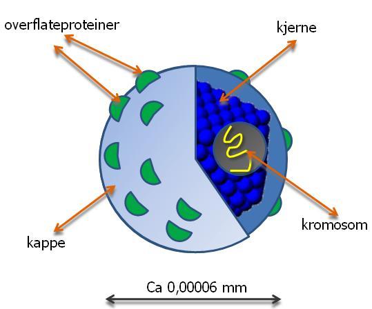 Virus med overflateprotein, kjerne, kromosom, kappe og millimetermål.Illustrasjon.