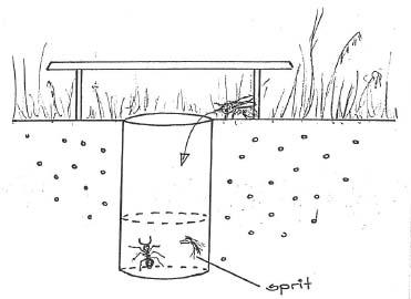 Tverrsnitt av jordsmonn med nedgravd sylinder med åpning i flukt med overflaten. Insekter faller ned i sylinderen. Illustrasjon.