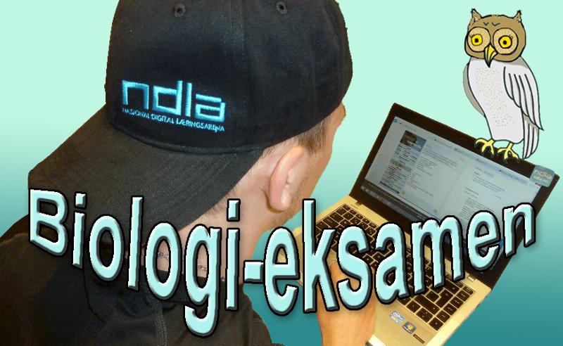 En ung mann med NDLA-caps jobber på en PC. En ugle sitter på toppen av skjermen. Illustrasjon.