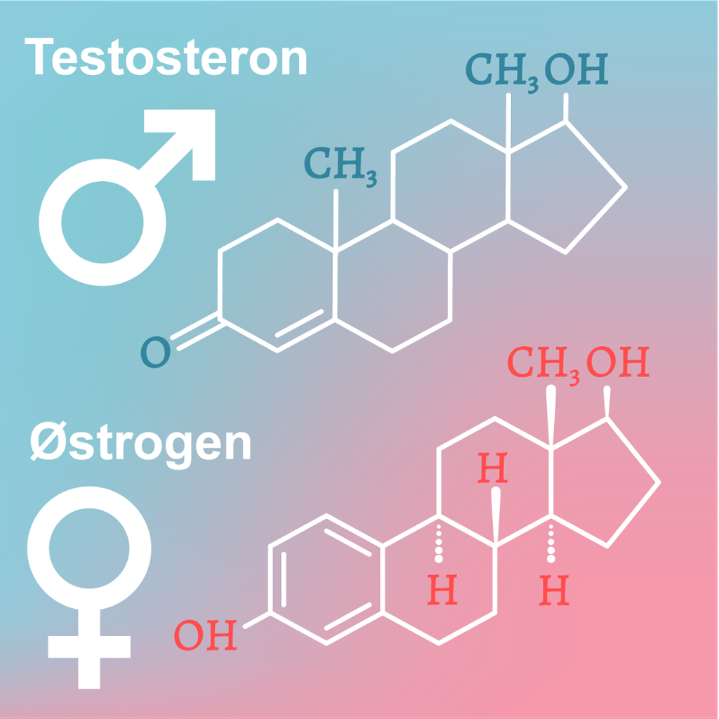Kjønnshormonene testosteron og østrogen. Strukturformel. Illustrasjon.