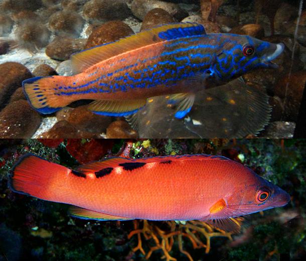 Labrus bimaculatus