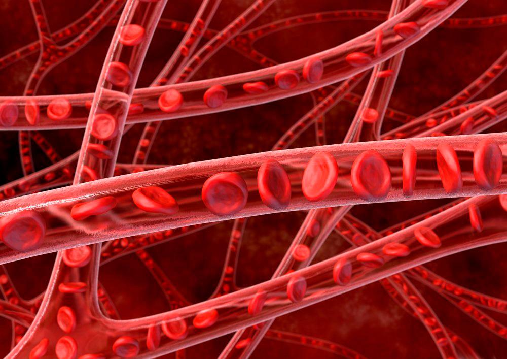 Nettverk av tynne blodårer med synlige røde blodlegemer. Illustrasjon