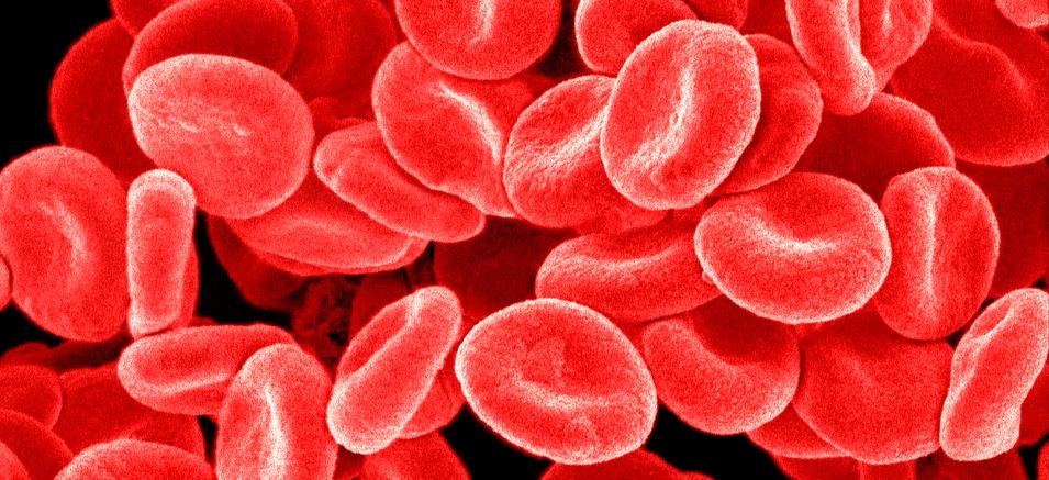 Røde blodceller. Foto.