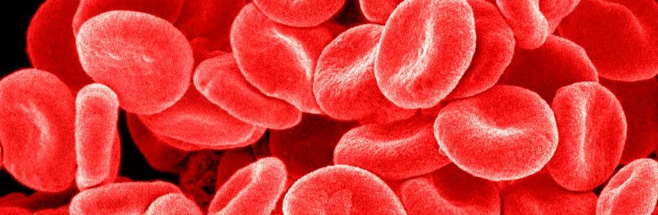 Elektronmikroskopbilde av røde blodceller.