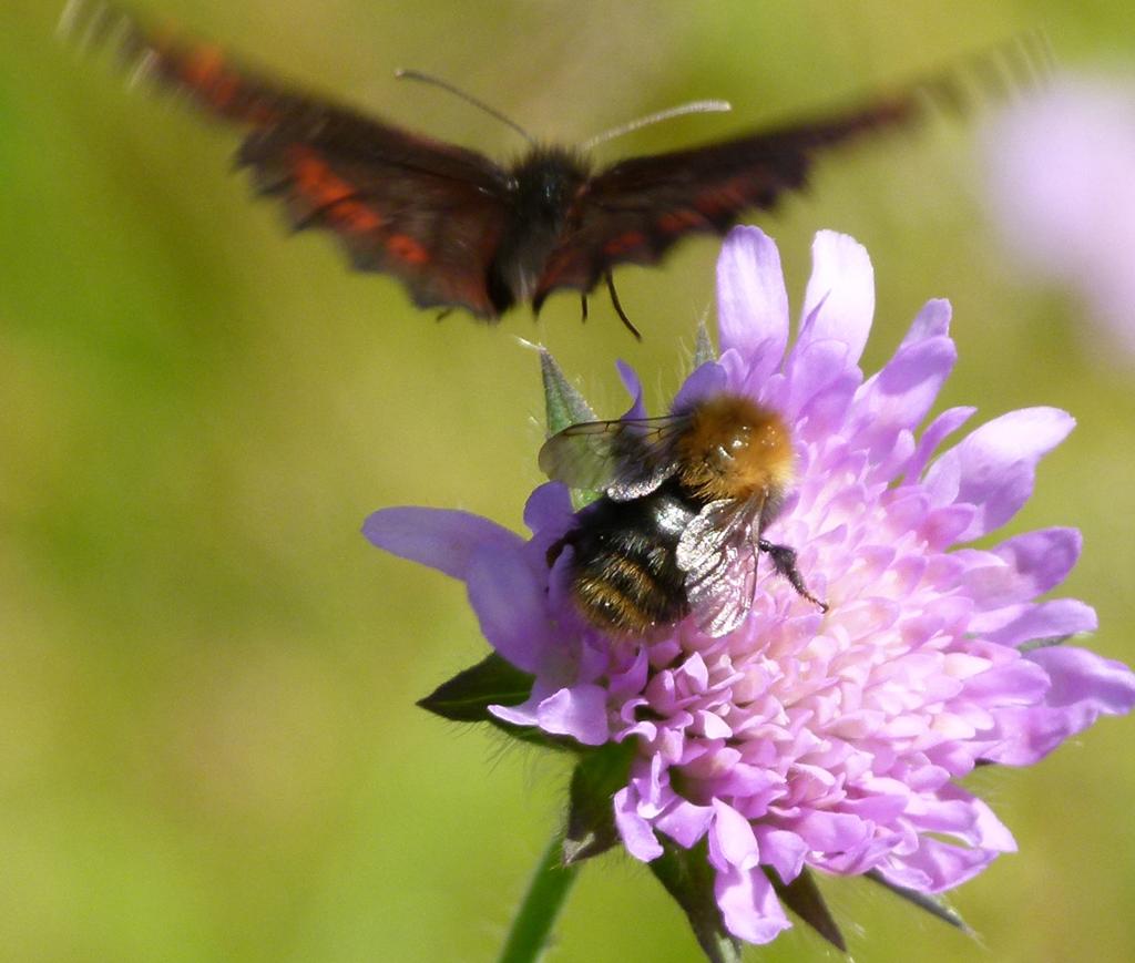 En humle på en blomst, mens sommerfuglen flyr bort.