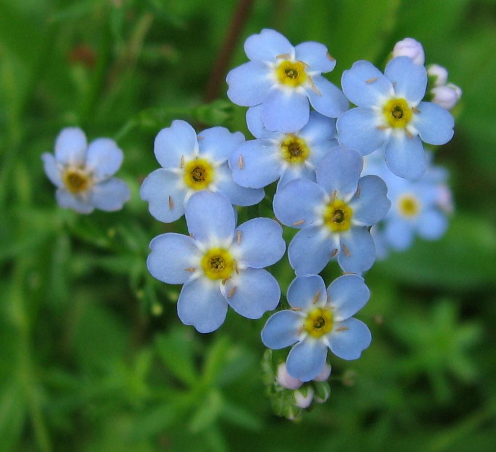 Незабудка со словами. Myosotis micrantha. Растения тундры Незабудка. Незабудка символ. Животные в незабудках.