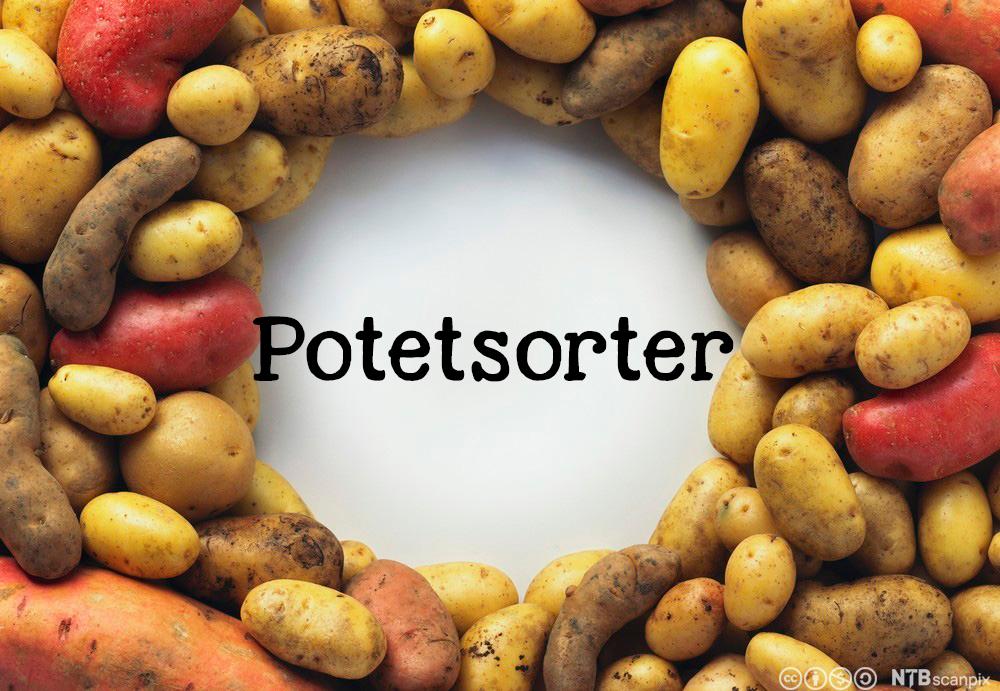Poteter
