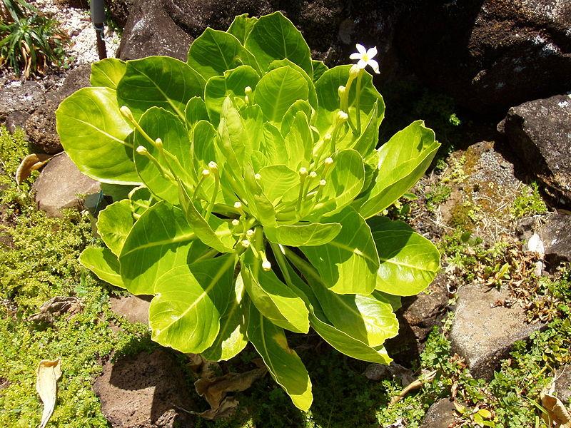 Planten Brighamia insignis. Foto.