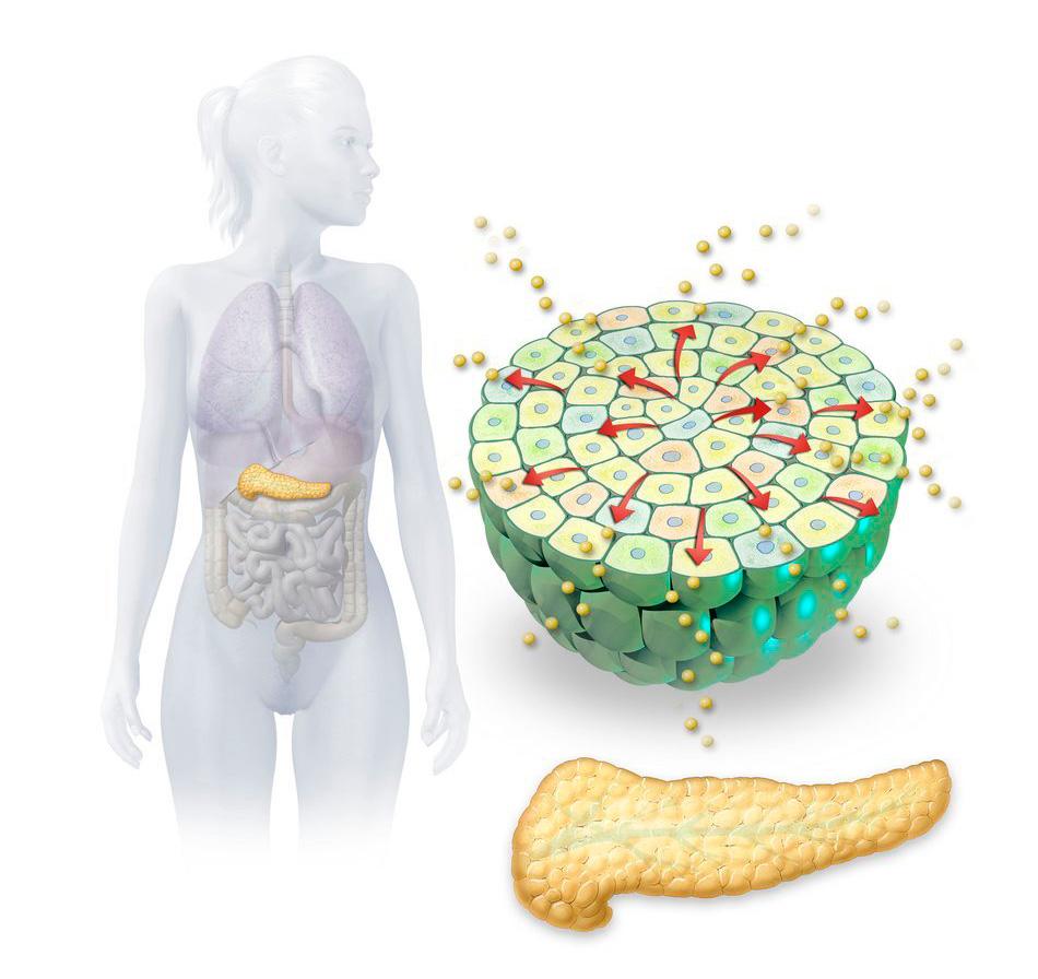 Bukspyttkjertelen og hormonproduksjon. Illustrasjon.